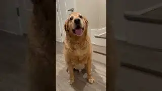 Looking good with a fresh cut #goldenretriever #goldenretrieverpuppy #puppy #pets #puppies #dog #fyp