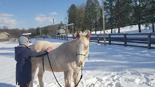 Winter Horse Health Massage Technique
