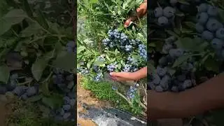 Life With Nature - Part 79 #shorts #fruit #farming #vegetables #food #gardening