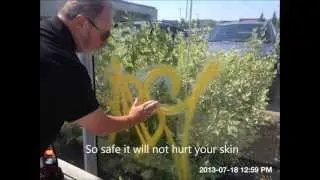 Remove Paint on Glass