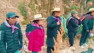 Pachatacsay. Laramarca 2025 avance... Vizcachita producciones 