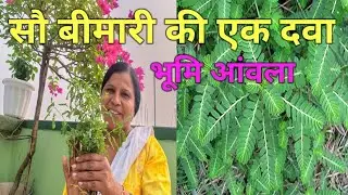भूमि आँवला, पहचान और फायदे / Phyllanthus Niruri Identification & Benefits