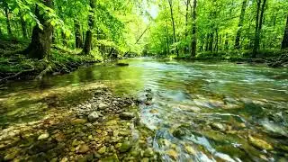 Birds Singing and Streams Flowing Over Rocks, Healing Nature Sounds for Peaceful Relaxation