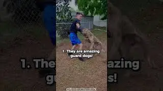 Top 5 Reasons Why You Should Get A Presa Canario!