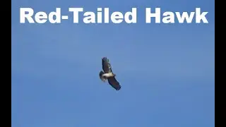 Red-Tailed Hawk | Fast Field Guide