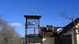 Статные голуби. Весенний сезон открылся