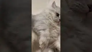 How a fat cat appears in your house