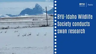 BYUI Wildlife Society conducting swan research