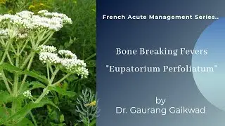 Eupatorium Perfoliatum-Bone Breaking Fevers-French Acute Management Series.
