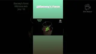 Barney's farm (mimosa evo)