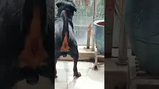dangerous powerful detect rottweiler active guard @3333-p1c