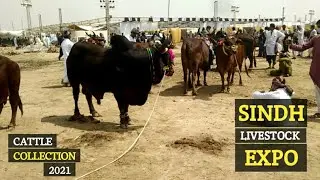 Sindh Livestock Expo 2021 Cattle Collection