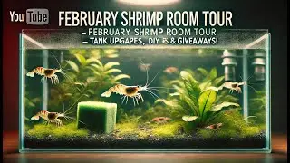 Monthly Shrimp Tank Update &ndash; Breeding, New Tanks & Giveaway!