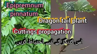 Epipremnum pinnatum dragon tail plant cuttings propagation/take  cuttings carefully//Grow green 445