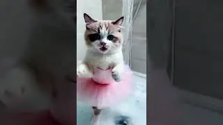 &ldquo;A Day in the Life of Bella the Cat 🐾 | Cute, Cuddly, Eating, Sleeping & Playing!&rdquo;