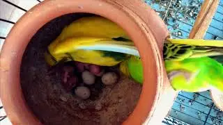Budgie Breeding Journey: Eggs & Chicks #BudgieBreeding #BudgieChicks #ParakeetLife #birdbreeding
