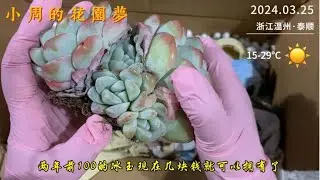 小周养多肉：现在的多肉养死都不心疼，曾经的网红品种个位数就可以收入囊中｜多肉植物