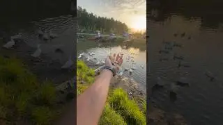 Feeding a Flock of Ducks at the Village Dock &mdash; Life by the Wetland 🦆🍞🚤