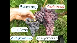 Виноград Клубнічний та кш-м Ютал урожай 2022