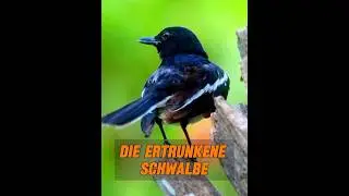 Eine Frau rettete eine Schwalbe, was ihr eine unerwartete &Uuml;berraschung bescherte. #tier #tiere