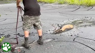 Compassionate Men Rescues Buck Stuck In Mud