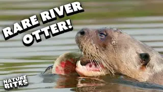 Rare Giant River Otters Pop up for Some Fish! | Big Beasts Last of the Giants | Nature Bites