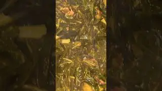 How I clean collard greens 🥬 #food #explorepage #collardgreens #food #thanksgivingrecipe