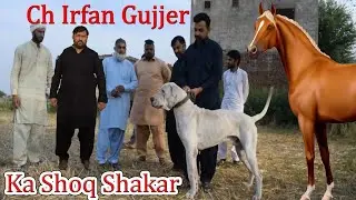Big White Bully Kutta And Beautiful Hores | Top Class Bully Kutta By Dog Channel @Nafa TV HD