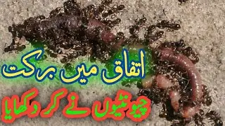Ants devour worm alive | Wildlife video Animal | Natural World | Ants Attack |