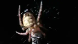 Canon EOS 70D macro demo - European Garden Spider eating a bug