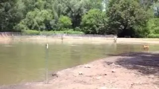 Ellison Dog Park - Monroe County, NY