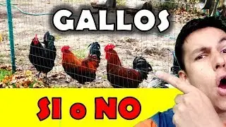 Es necesario tener un GALLO en mi gallinero con las gallinas ????