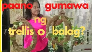 Trellis for climbing plants || Hoya plants @passionat60