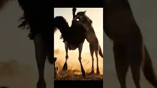 Will the ostrich be able to save its life from the wolf? #lion #trap