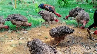 GALINHAS caipira CRIADA em MINI ch&aacute;cara DA para MANTER renda DA fam&iacute;lia 