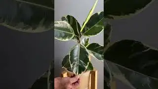 HOW TO MAKE YOUR LEAF SHINE