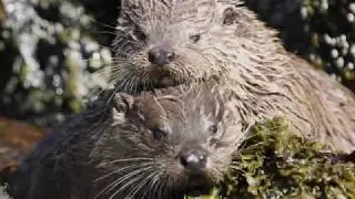 THE OTTER
