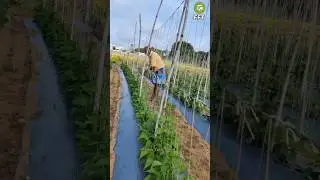 Beans 🫛🫘( Method for Climer crops) #agriculture #farming #farmer #beans @Farm_Facts_farmer