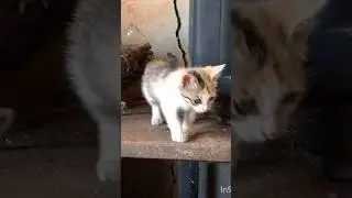 cute cat play time cute #cute #cat #love #song #playtime