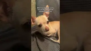 Her least favorite day 😭 #trashygas #gio #chihuahua #emmy #lol #dog #dogs #pet #pets #dogshorts