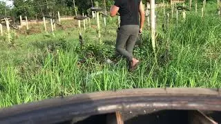 WORKING FILIPINA WIFE IN OUR DRAGON FRUIT FARM 