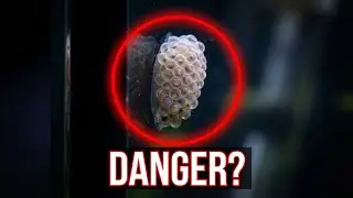 Why Everyone Gets Aquarium Snails Wrong