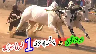 Highlights | Bull Race In Pakistan Qazee Jee | 16 12 2025