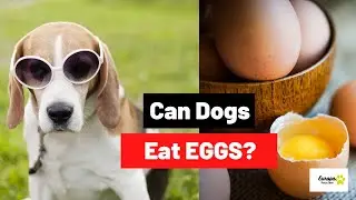 Can Dogs Eat EGGS? - Raw, Cooked or With Shell?
