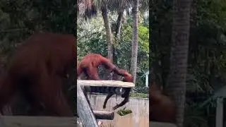 Jealous Orangutan Pushes Orangutan.