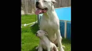 STOP BSL