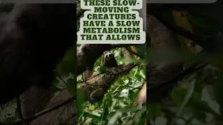 Get ready to learn a wild fact about sloths