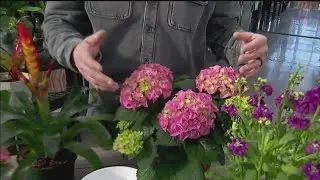 Spring blooms for any space : Garden Guy