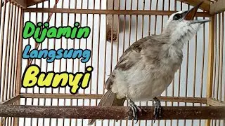 Suara Panggilan Burung Trucukan Gacor Isian Mewah Paling Cepat Bikin Bunyi 