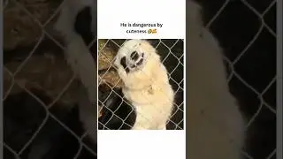 dogs being idiots #cutegolden #funnypets #pets #funny #petvideos #animals #funnyanimals #funnypets